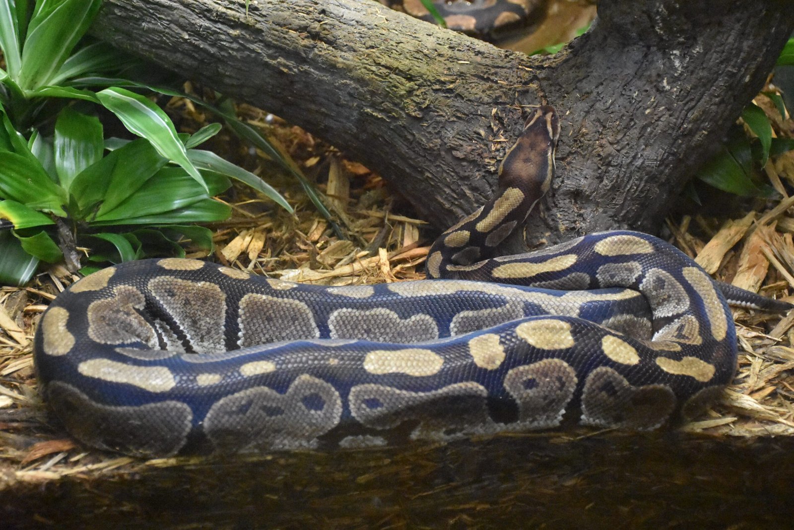 Long Lifespan for Long-Term Companionship (image credits: wikimedia)