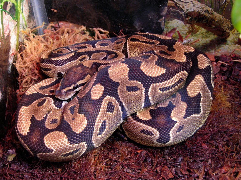 Affordable Initial Investment (image credits: wikimedia)