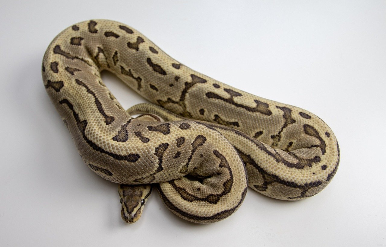 Why Ball Pythons Are Ideal for Beginners