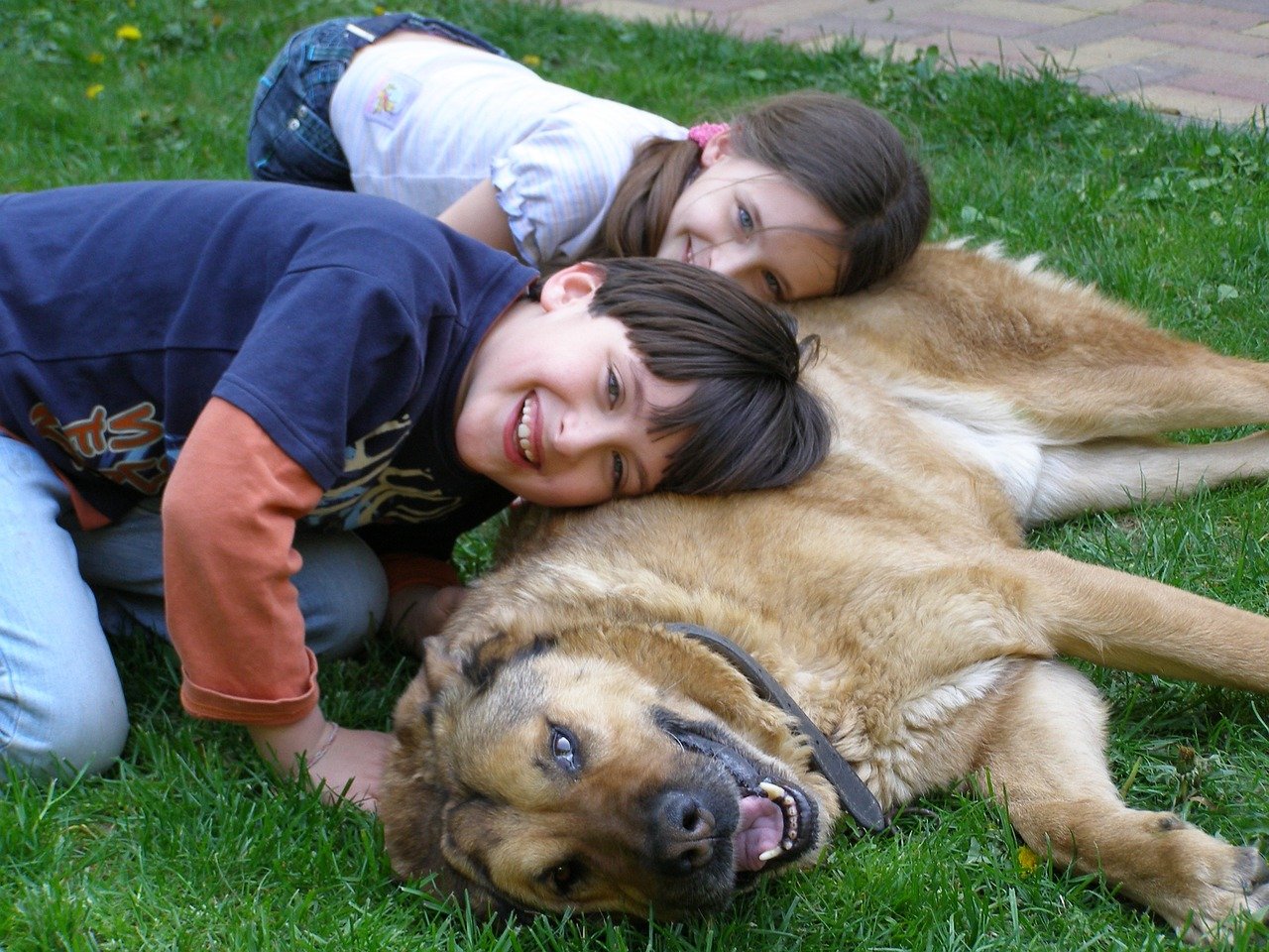The Role of Loyalty in Canine Companionship (image credits: pixabay)