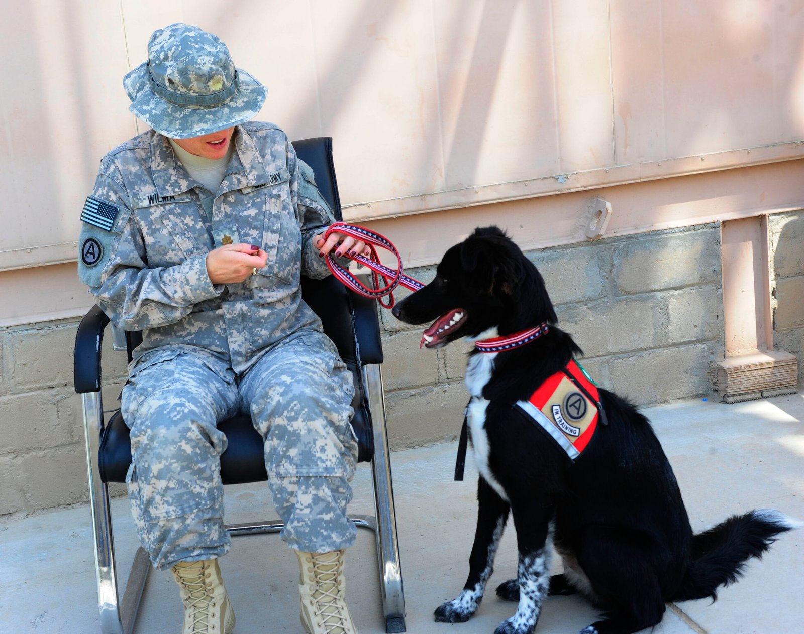 Dogs as Emotional Support Animals (image credits: wikimedia)