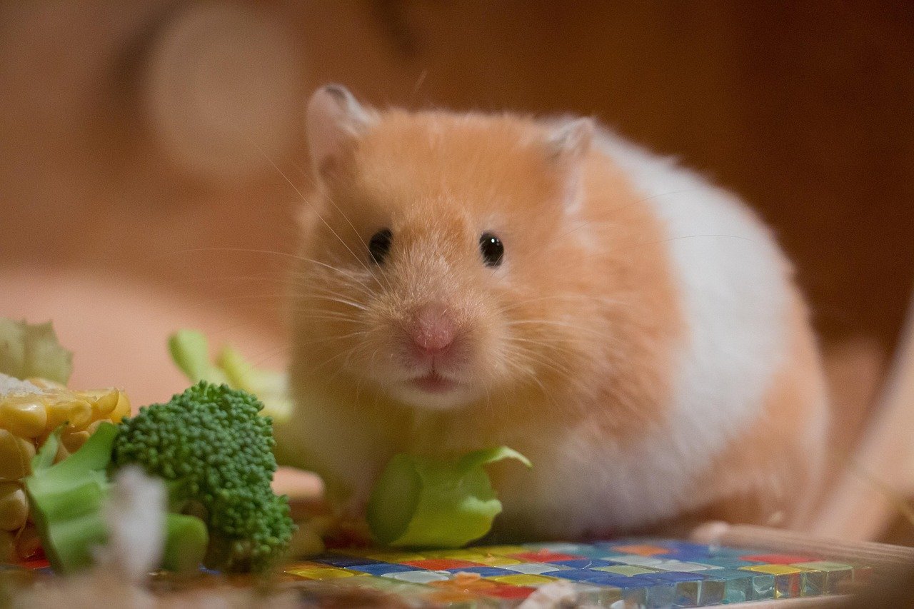 Hamsters: A Gateway to a New World (image credits: pixabay)