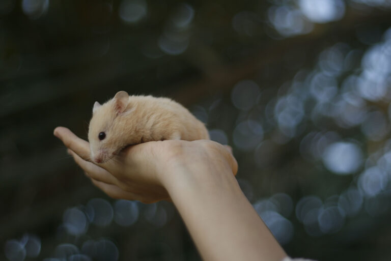 Why Hamsters Are Perfect for Night Owls