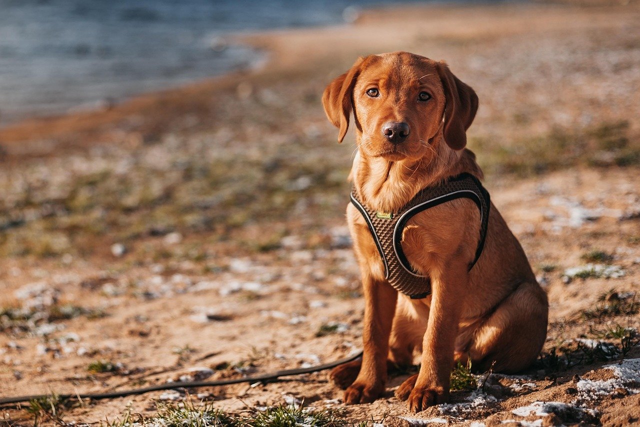 Labrador Retriever: The Playful Companion (image credits: pixabay)