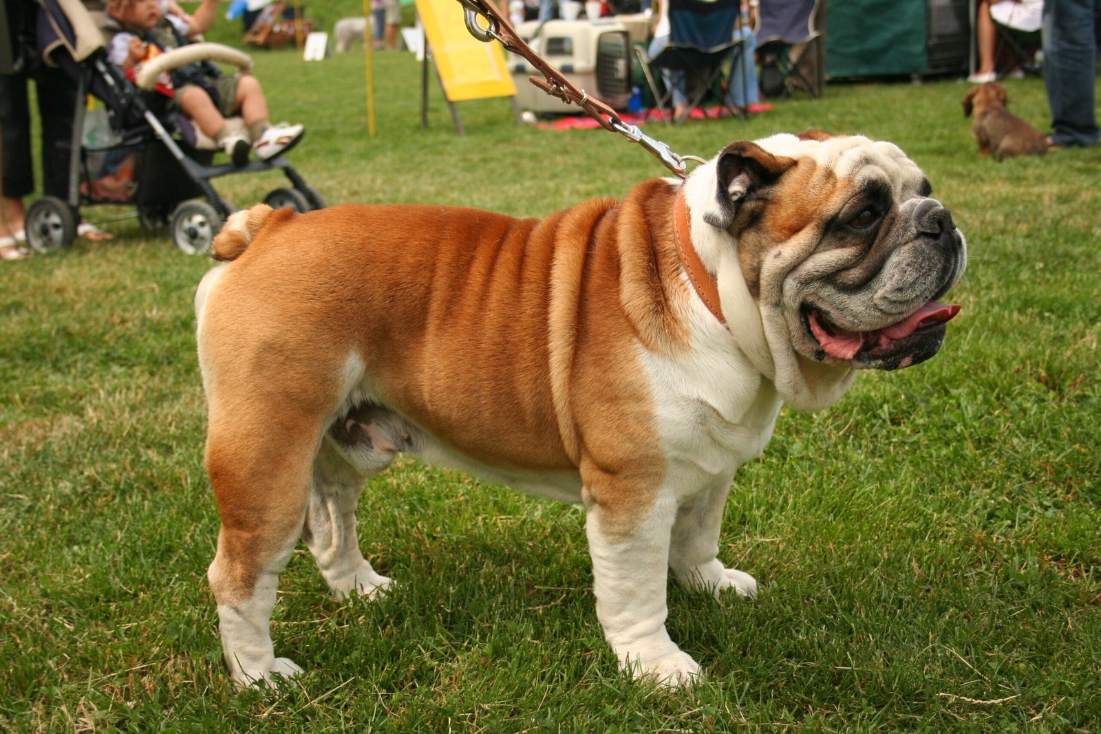 Bulldog: The Lovable Couch Potato (image credits: wikimedia)