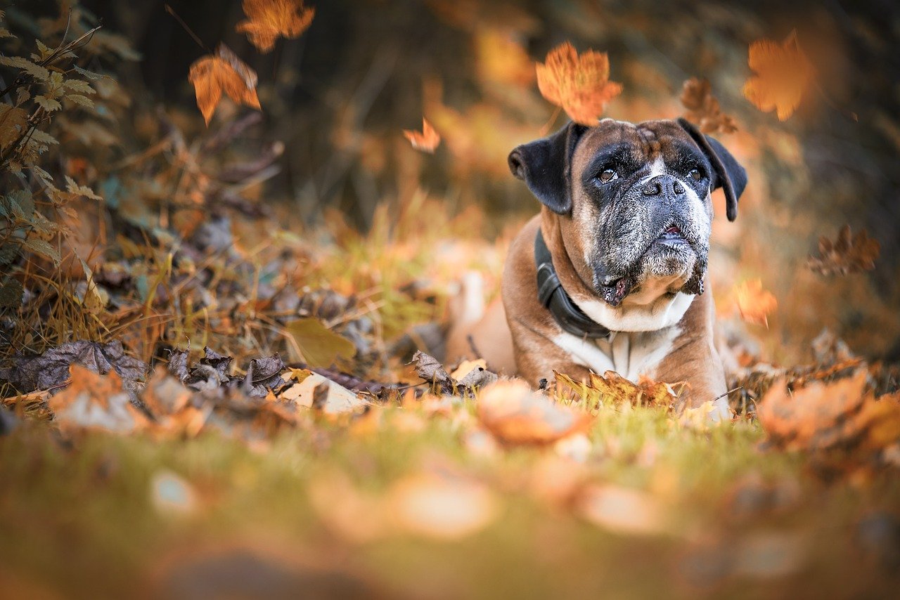 Boxer: The Energetic Guardian (image credits: pixabay)