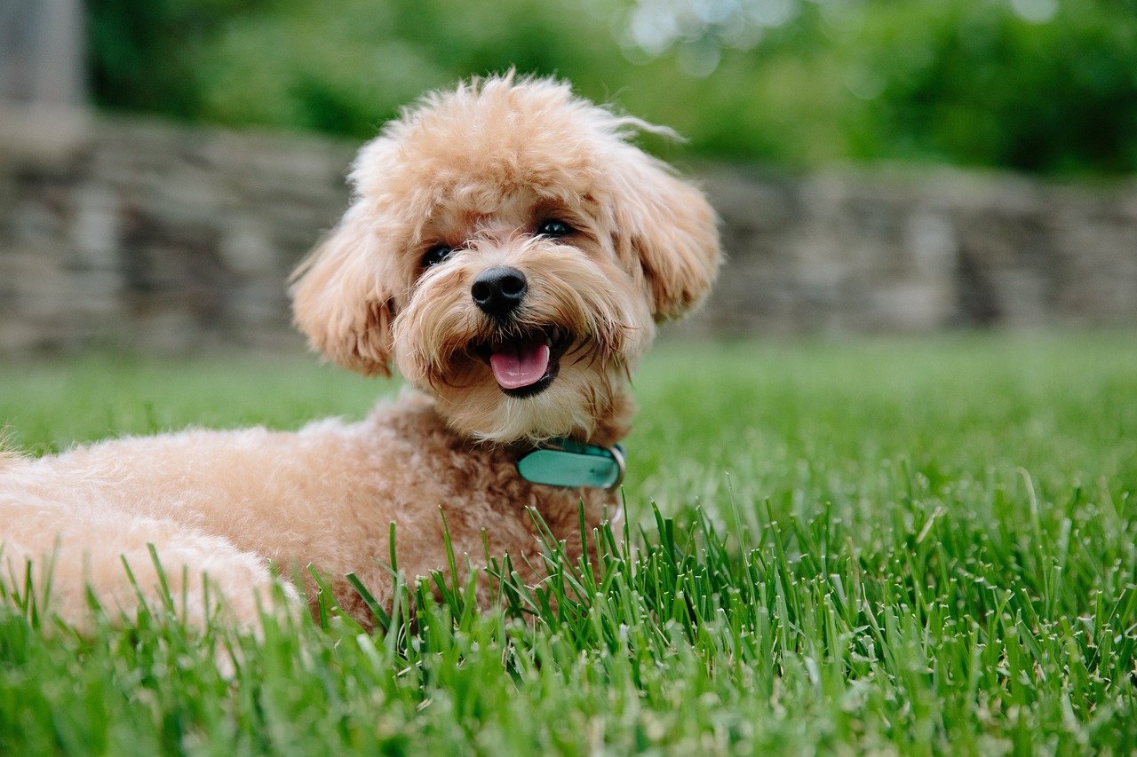 Poodle: The Intelligent Companion (image credits: pixabay)