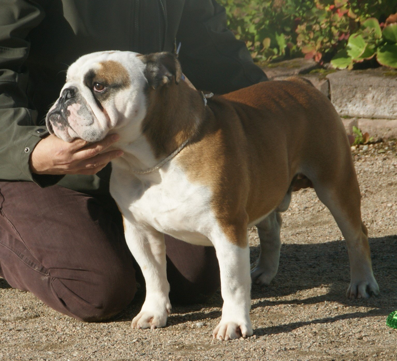 Bulldog: The Laid-Back Buddy (image credits: wikimedia)