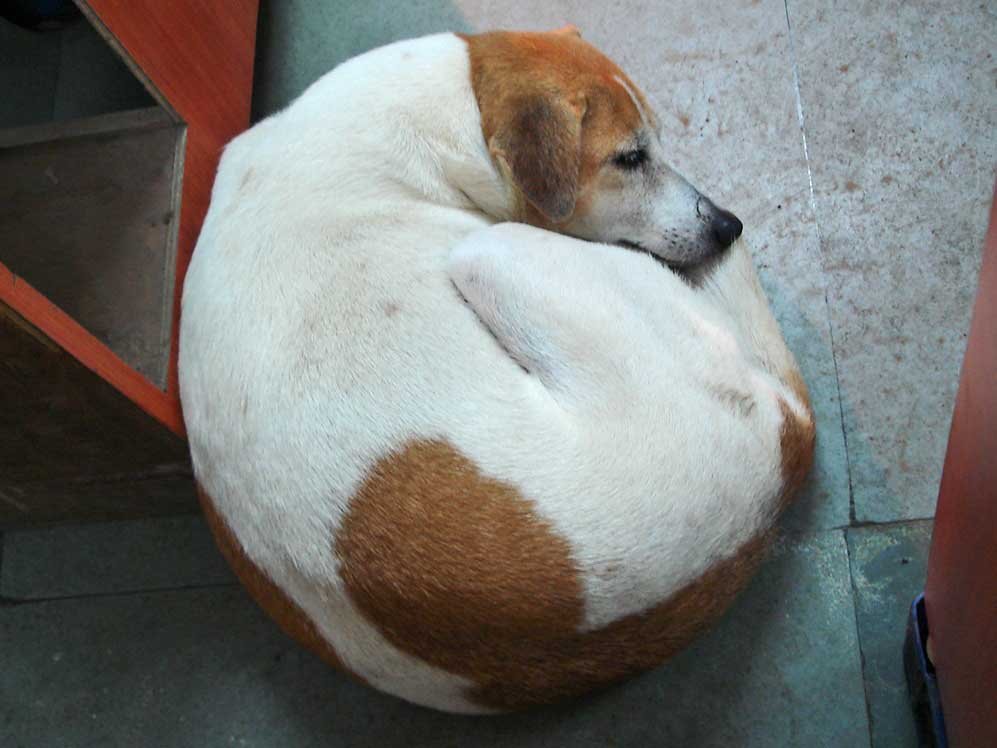 Curled-Up in a Cozy Ball (image credits: wikimedia)
