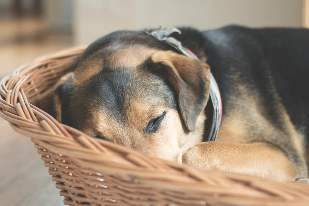 Dreaming: A Window into Their World (image credits: rawpixel)