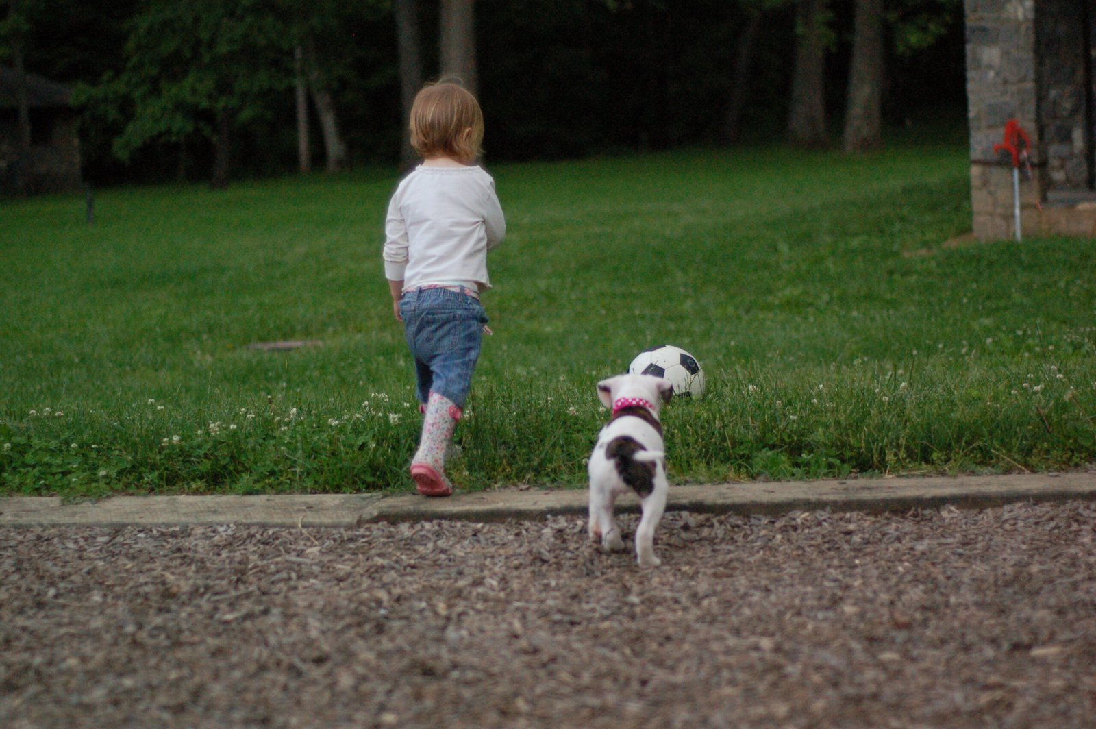 The Role of Early Socialization (image credits: wikimedia)