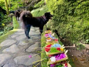 How Dogs Teach Us to Live in the Moment
