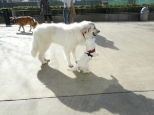 10 Ways to Reassure an Emotionally Unsecure Dog