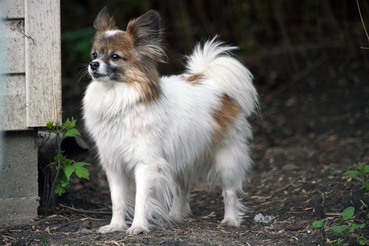 8. Papillon: The Tiny Genius (image credits: pixabay)