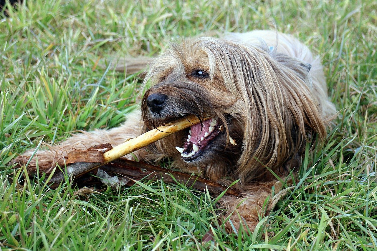 Chewing Promotes Dental Health (image credits: pixabay)