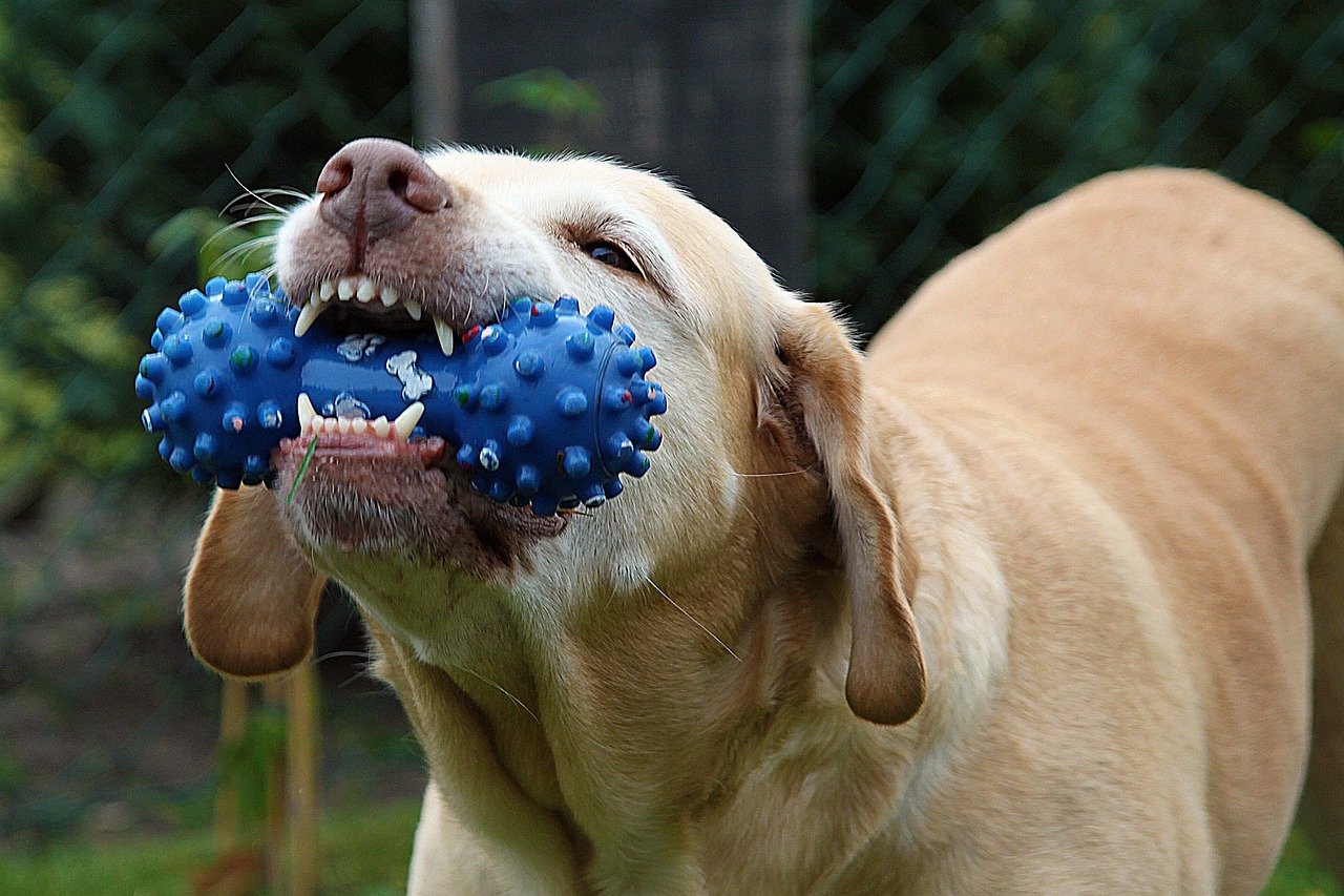 Chewing Prevents Destructive Behavior (image credits: pixabay)