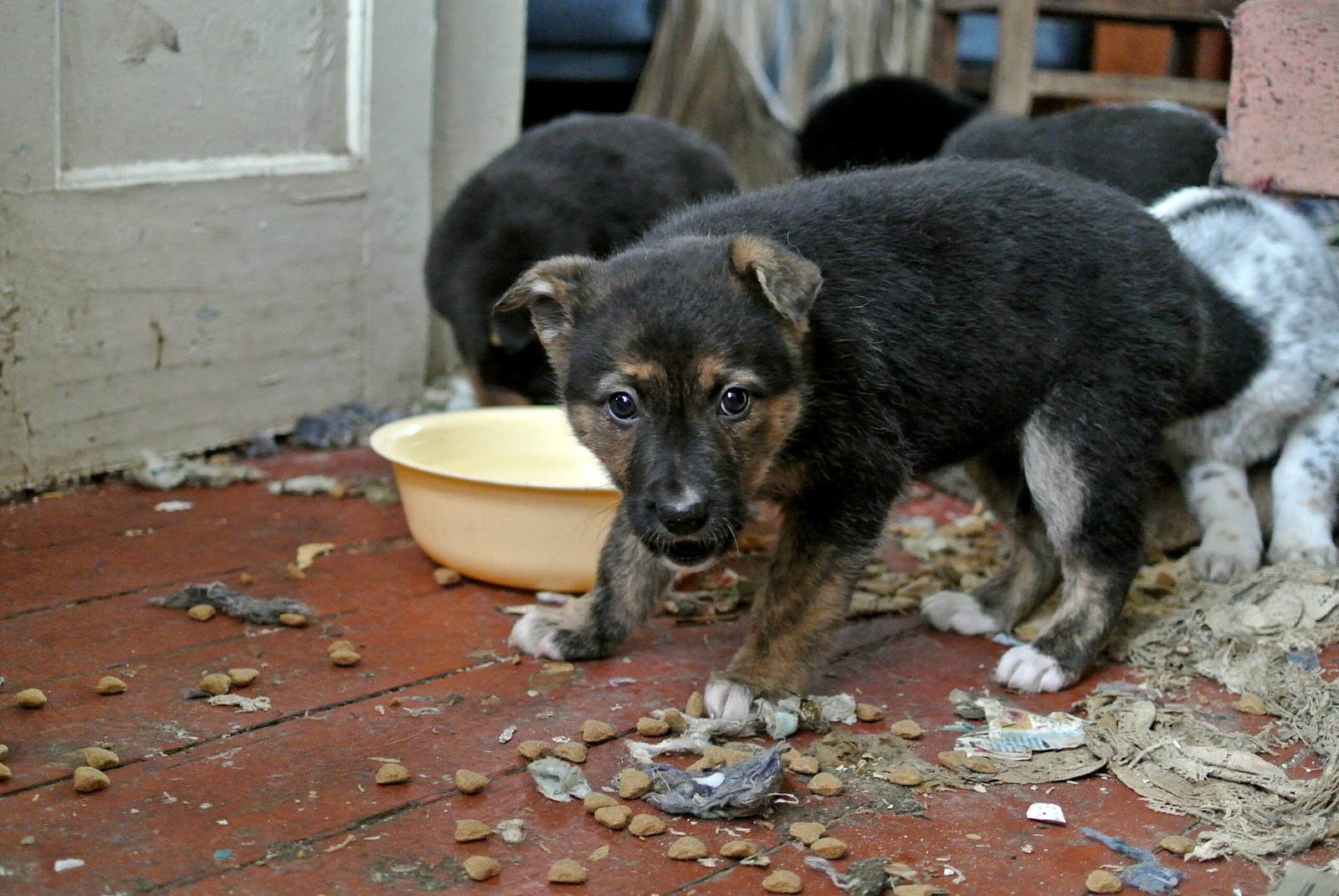 Chewing Supports Healthy Digestion (image credits: wikimedia)