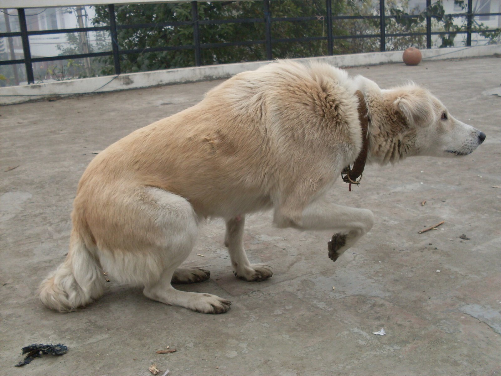 1. Misinterpretation of Body Language (image credits: wikimedia)