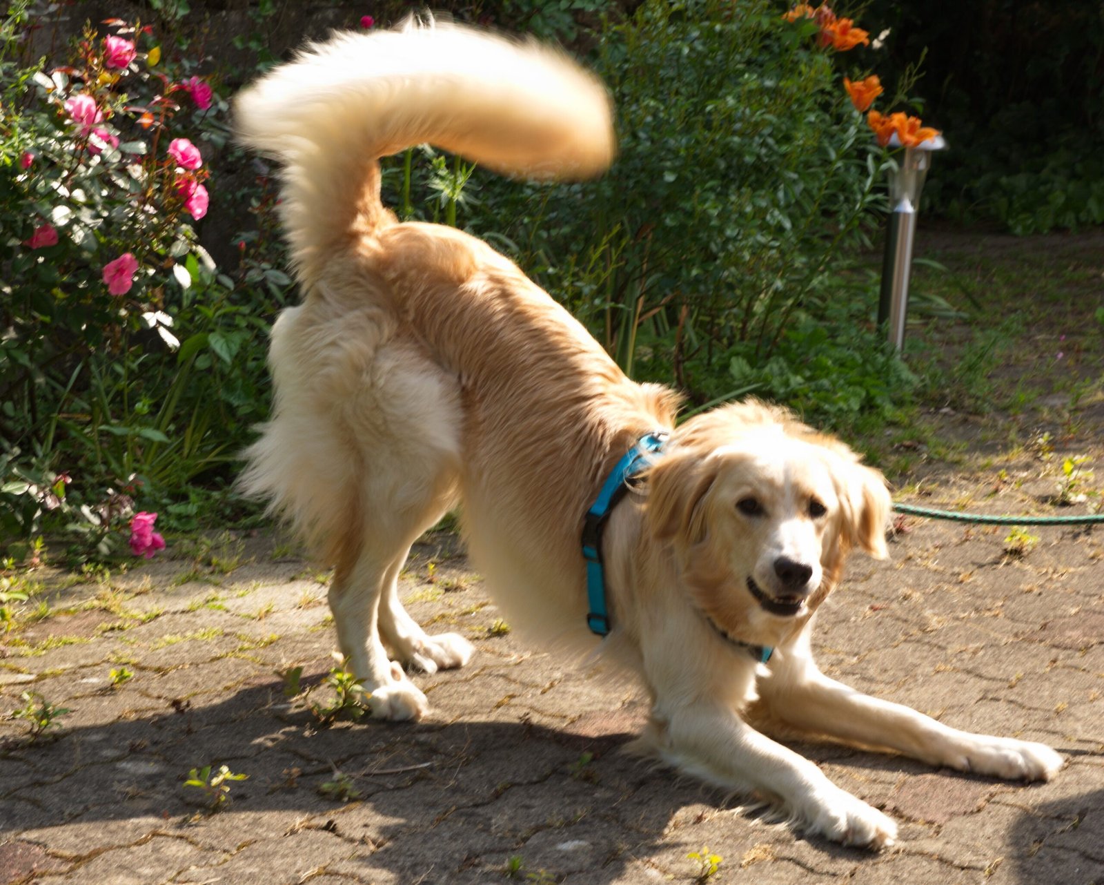 7. Misunderstanding Play Behavior (image credits: wikimedia)