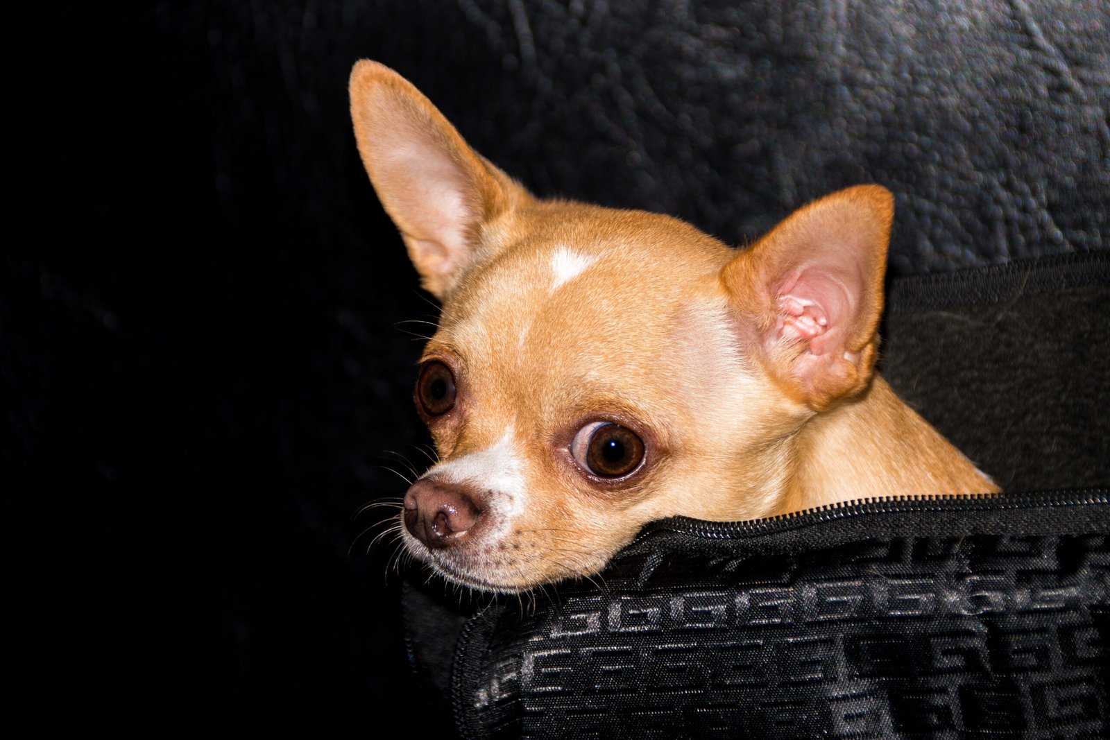 10 Reasons Why Humans Aren’t Good At Reading Dog Emotions (And How to Do Better)