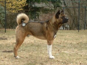 Why the American Akita more Popular Over Its Japanese Counterpart