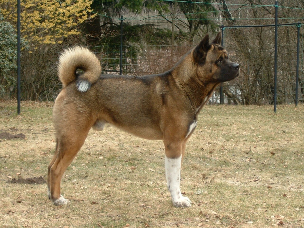 Why the American Akita more Popular Over  Its Japanese Counterpart