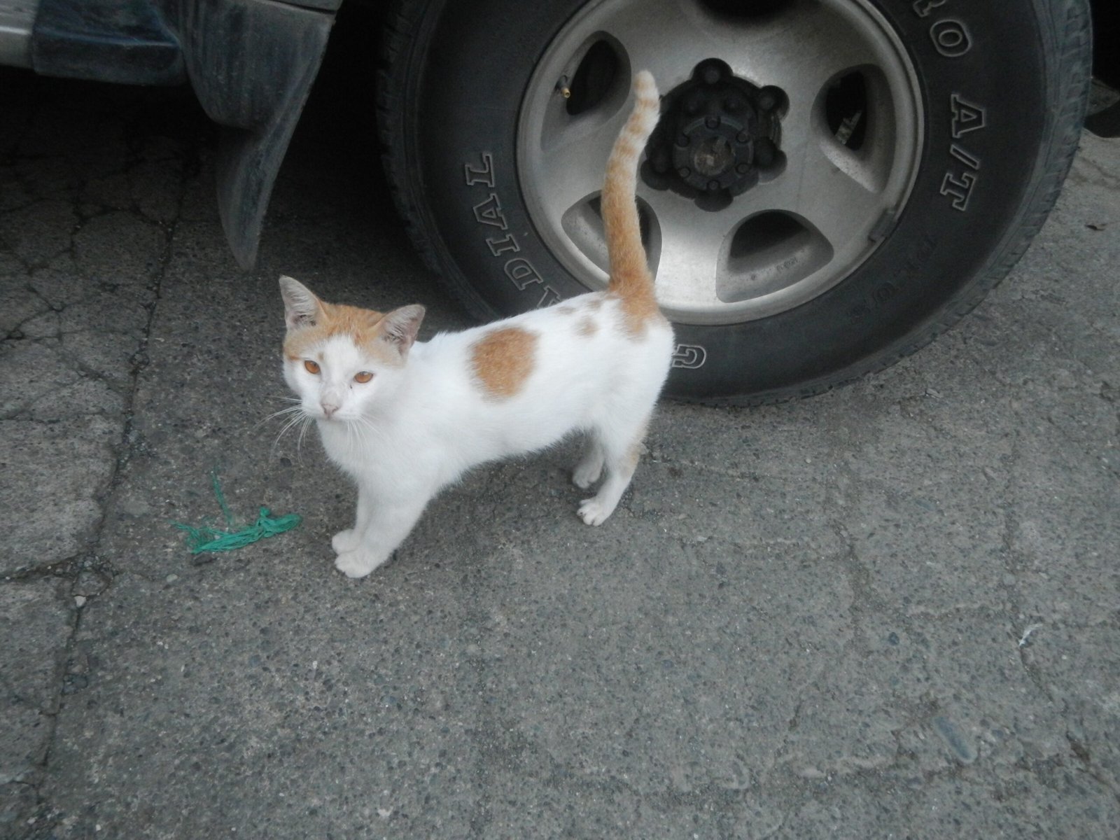 Following You Around: A Feline Shadow (image credits: wikimedia)