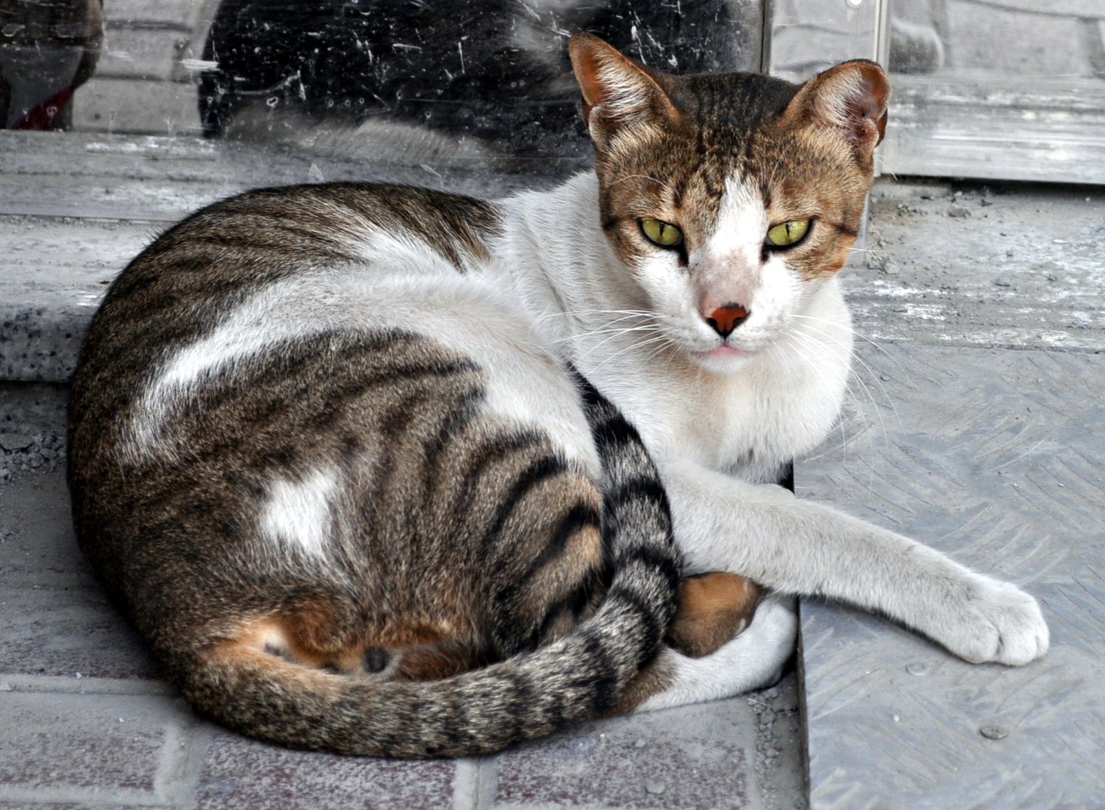 Understanding Feral Cats (image credits: wikimedia)