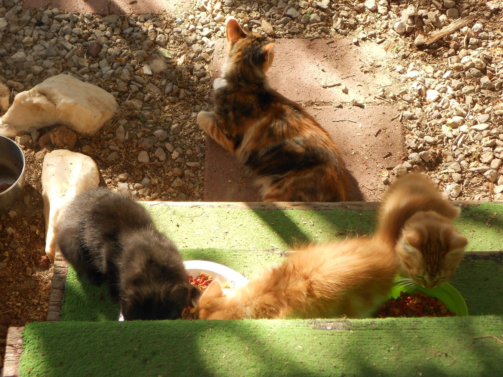 Providing Consistent Meals (image credits: wikimedia)