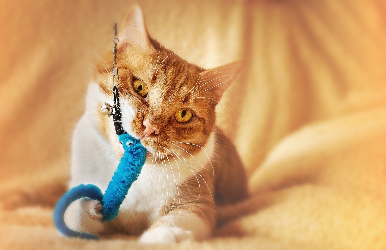 Introducing Interactive Play (image credits: pixabay)
