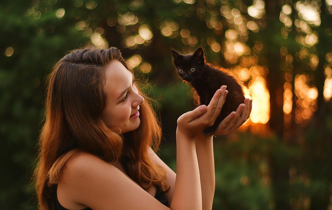 Gradual Introduction to Other Pets (image credits: pixabay)