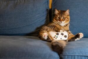10 Simple Ways To Make A Feral Cat Feel At Home Indoors