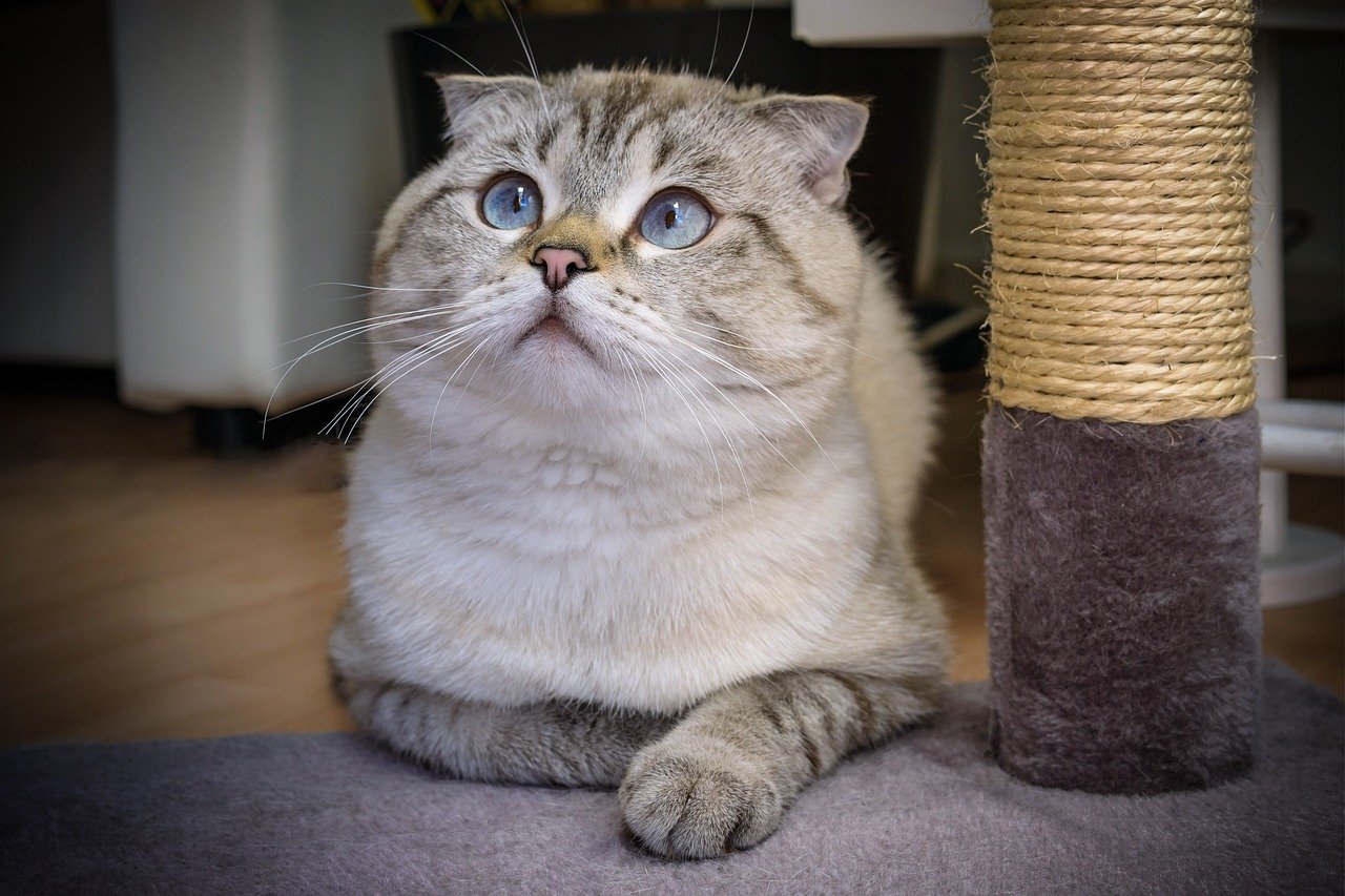 Scottish Folds: The Sweethearts with Unique Ears (image credits: pixabay)
