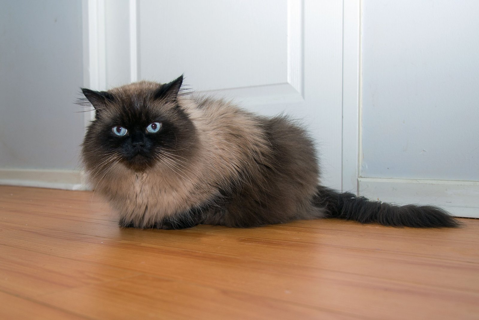 Himalayan: The Fluffy Cuddle Buddies (image credits: wikimedia)
