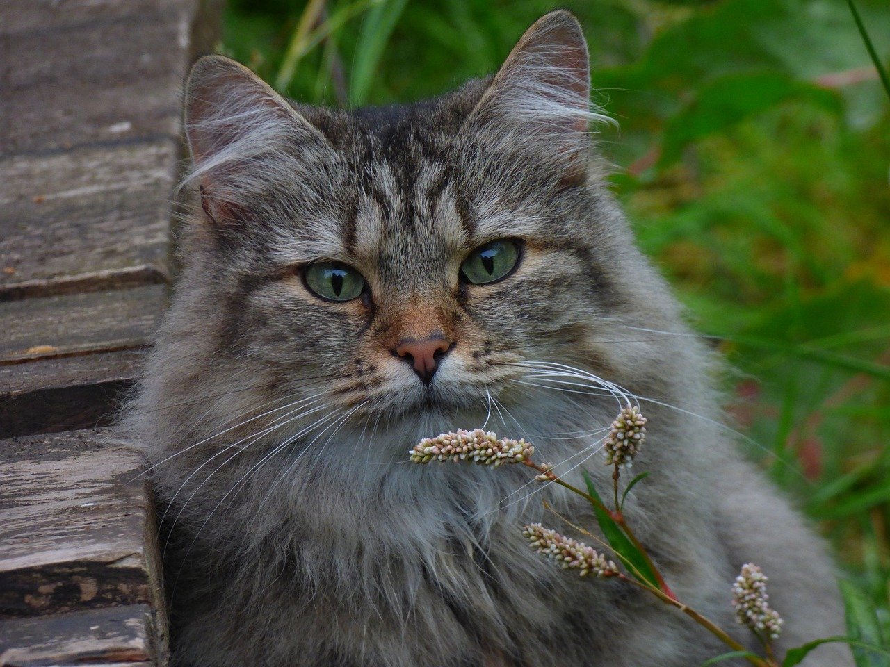 Norwegian Forest Cat: The Adventurous Snugglers (image credits: pixabay)