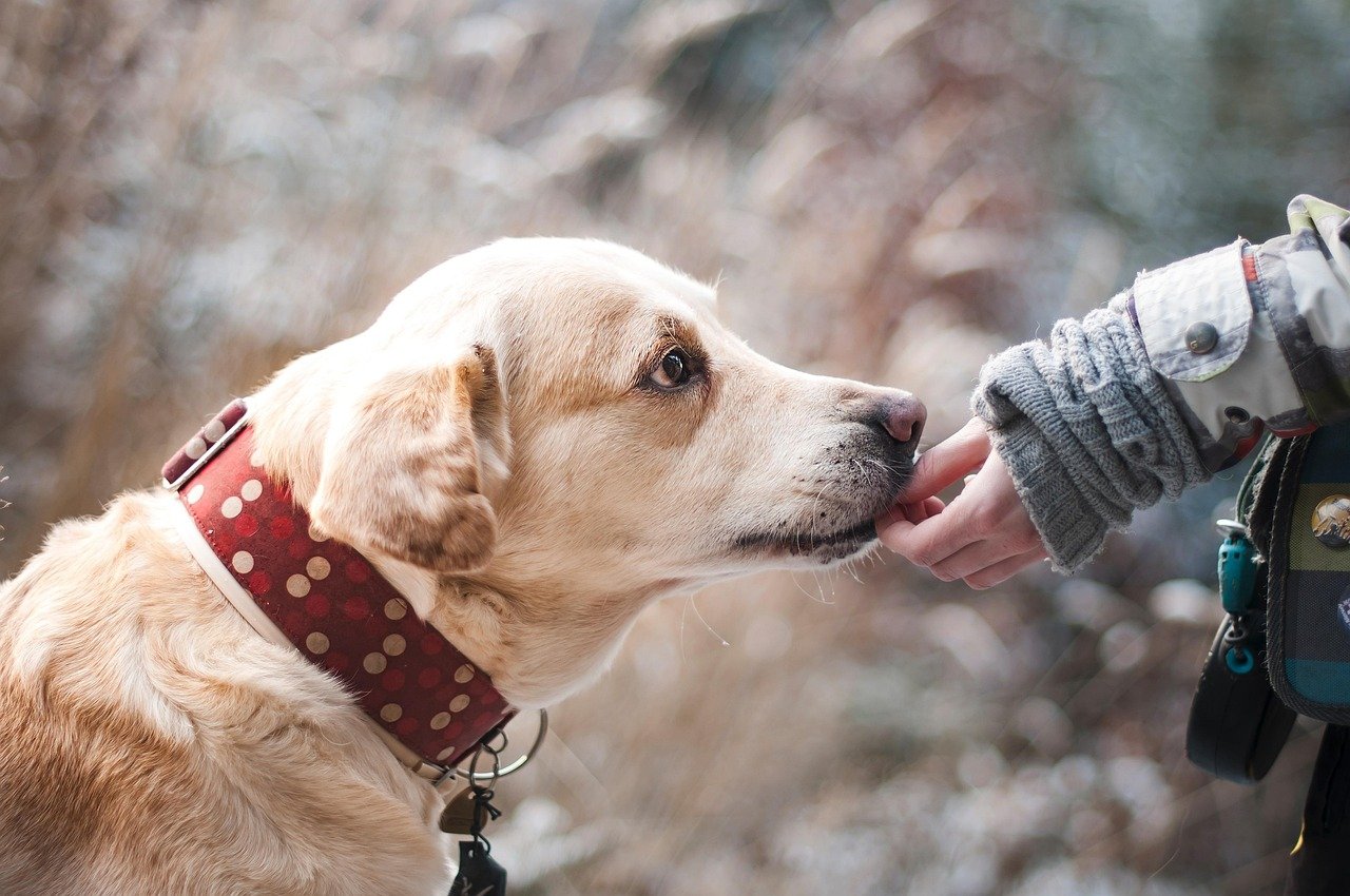 The Heartwarming Ways Dogs Teach Us Trust