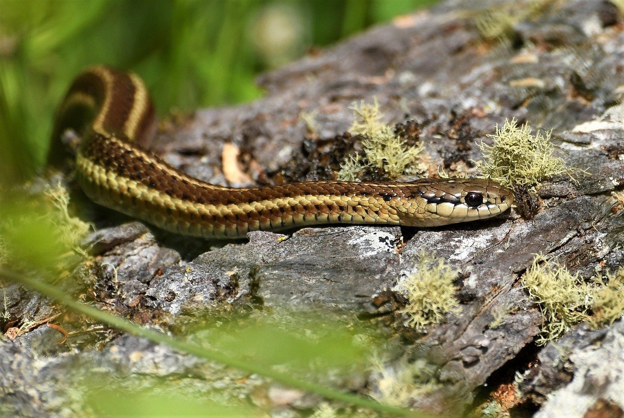 Garter Snake: The Friendly Forager (image credits: pixabay)