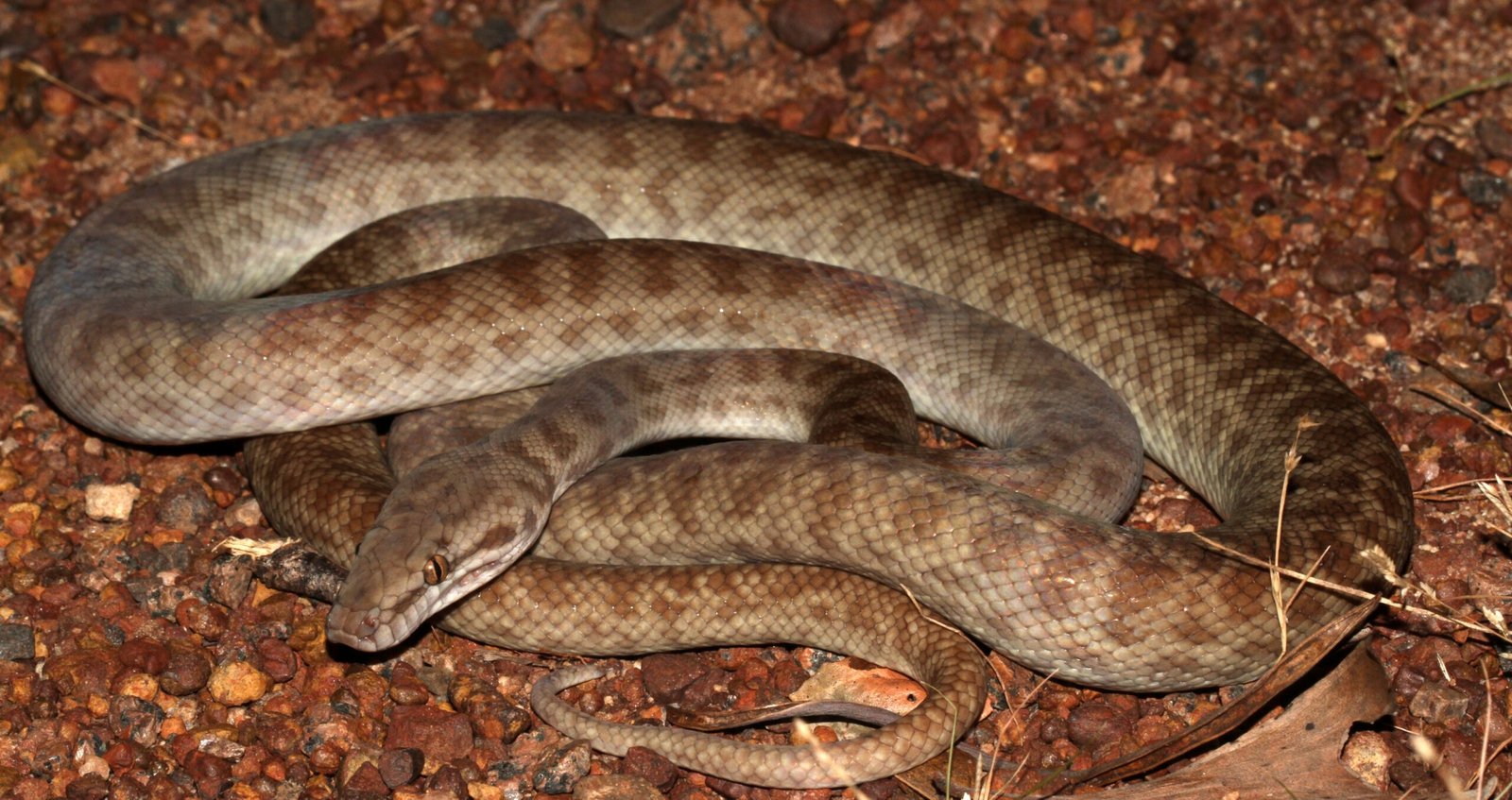 Children's Python: The Petite Performer (image credits: wikimedia)