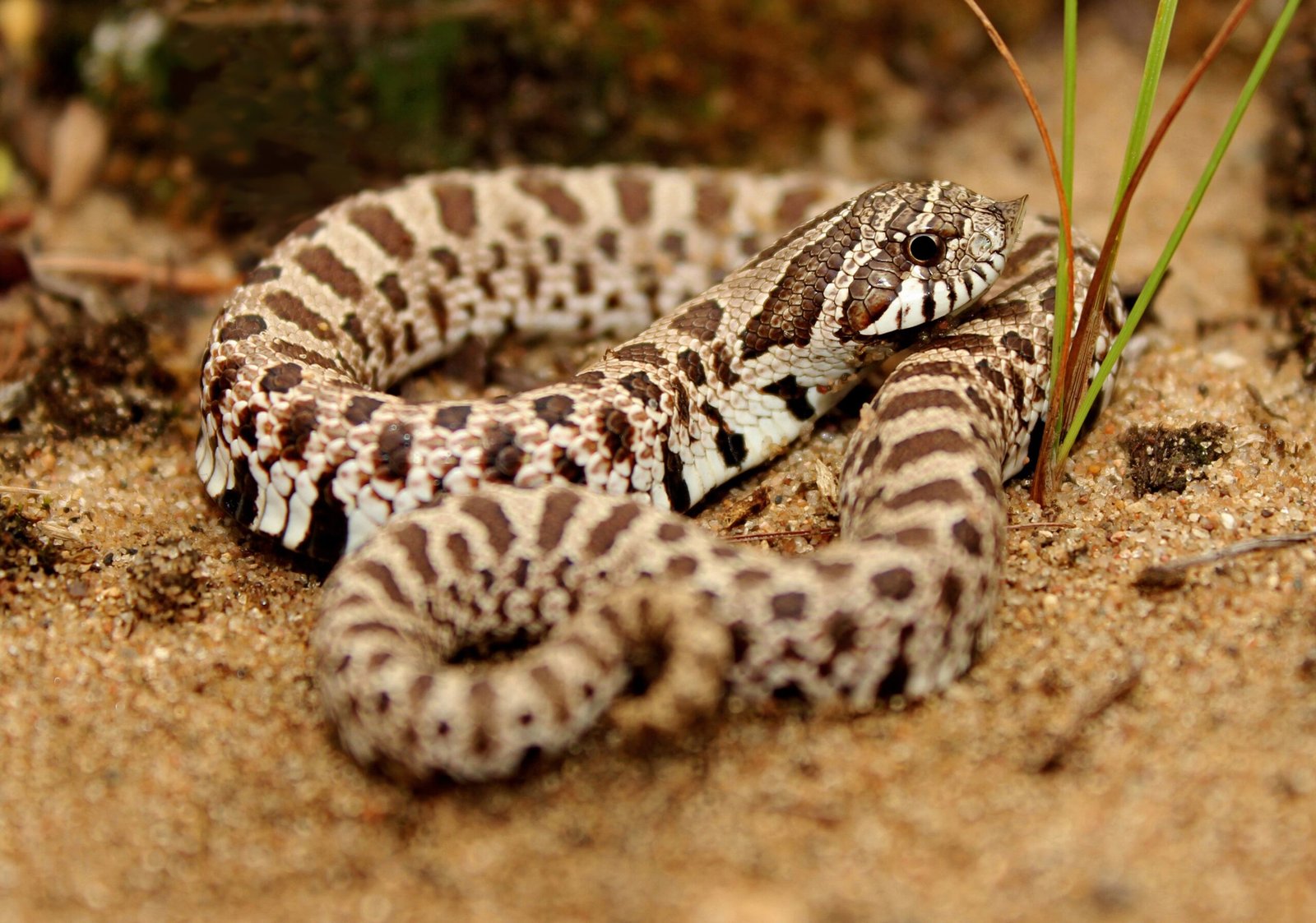 Western Hognose Snake: The Playful Pretender (image credits: wikimedia)