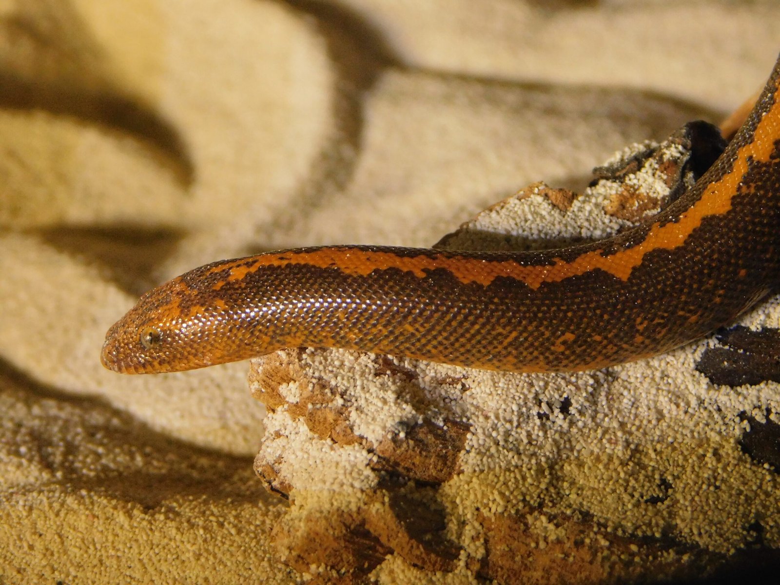 Kenyan Sand Boa: The Burrowing Beauty (image credits: wikimedia)