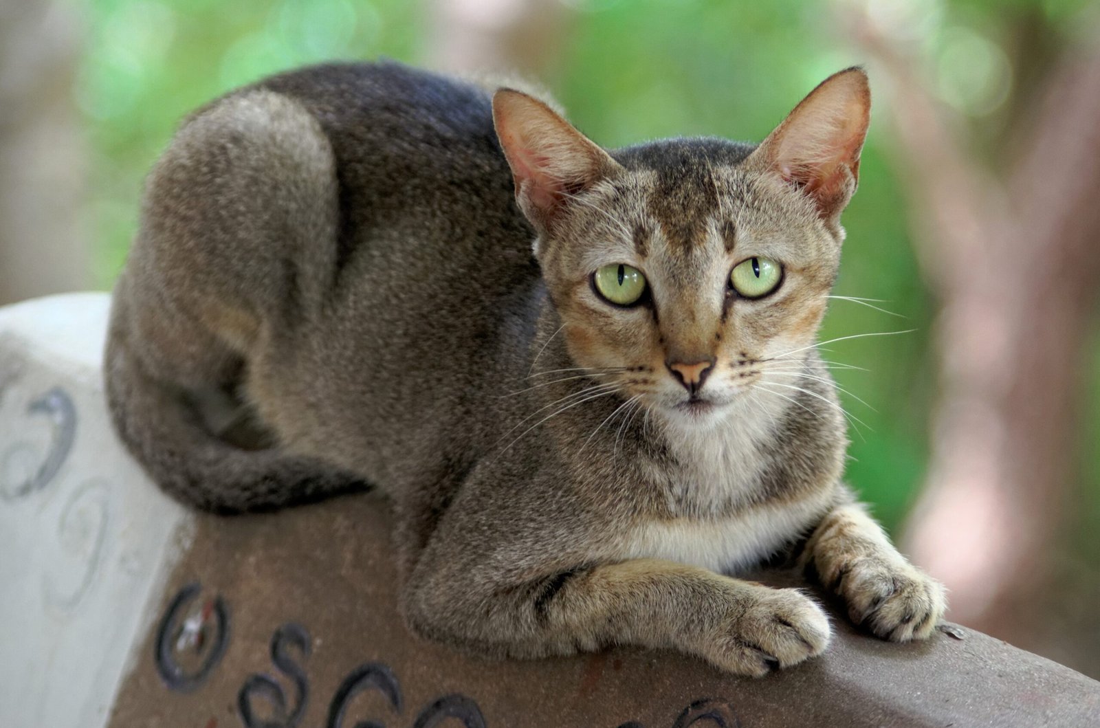 14. Frequent Environmental Changes (image credits: wikimedia)