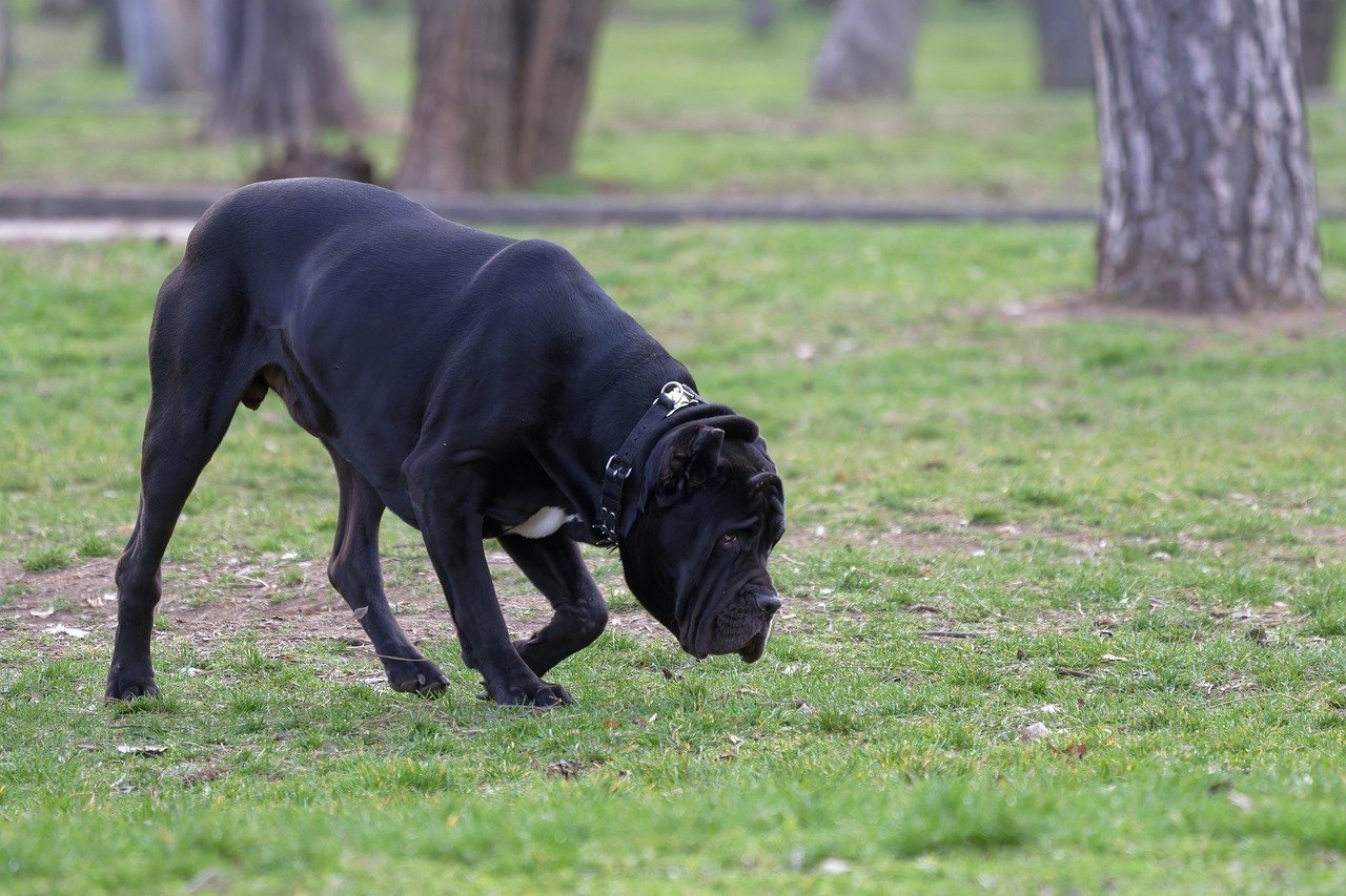 The Incredible Canine Sense of Smell (image credits: pixabay)