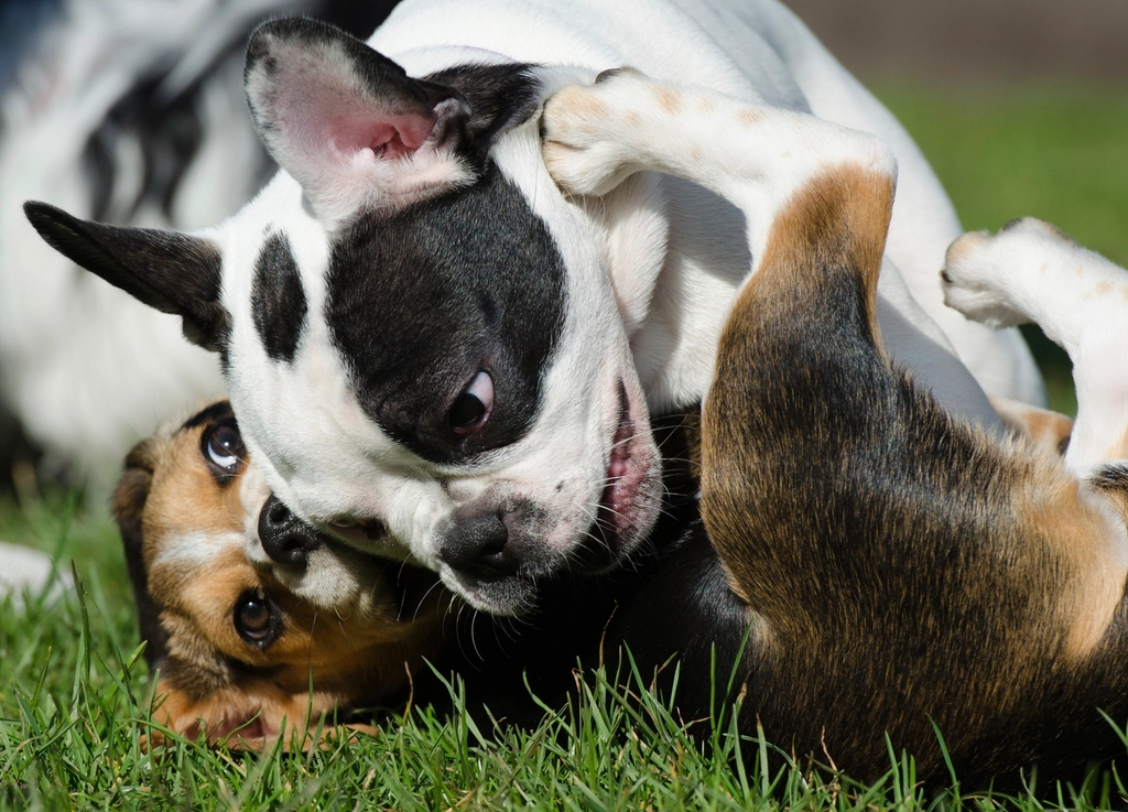 Training and Socialization Impact (image credits: rawpixel)