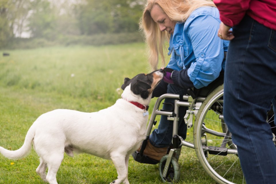 Dogs and Their Unique Personalities (image credits: stocksnap)