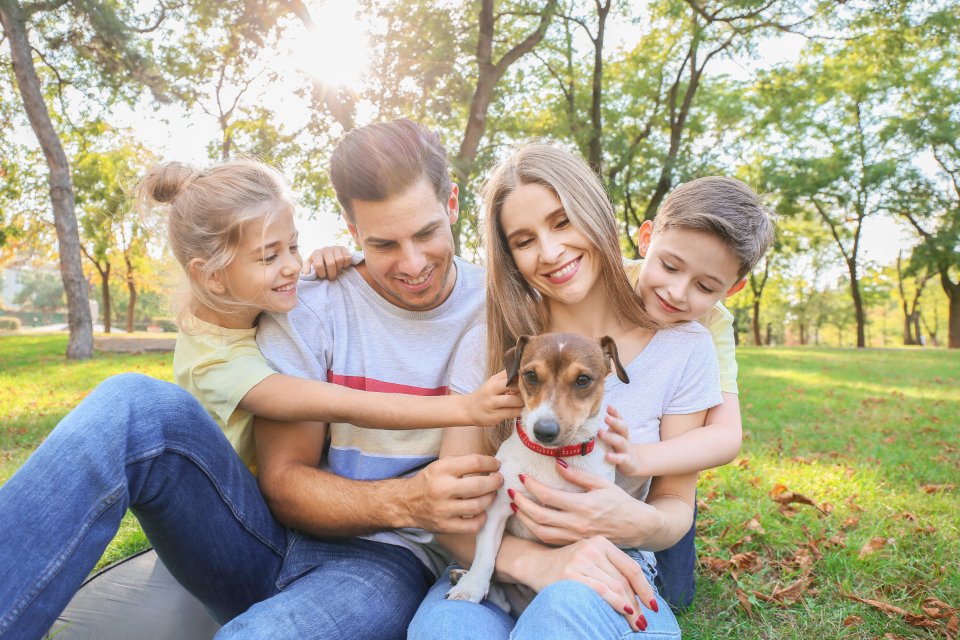 Creating a Supportive Environment for Your Dog (image credits: stocksnap)