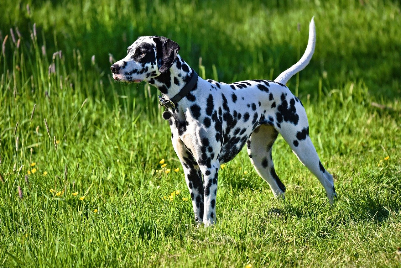 The Allure of Unique Dog Breeds (image credits: pixabay)