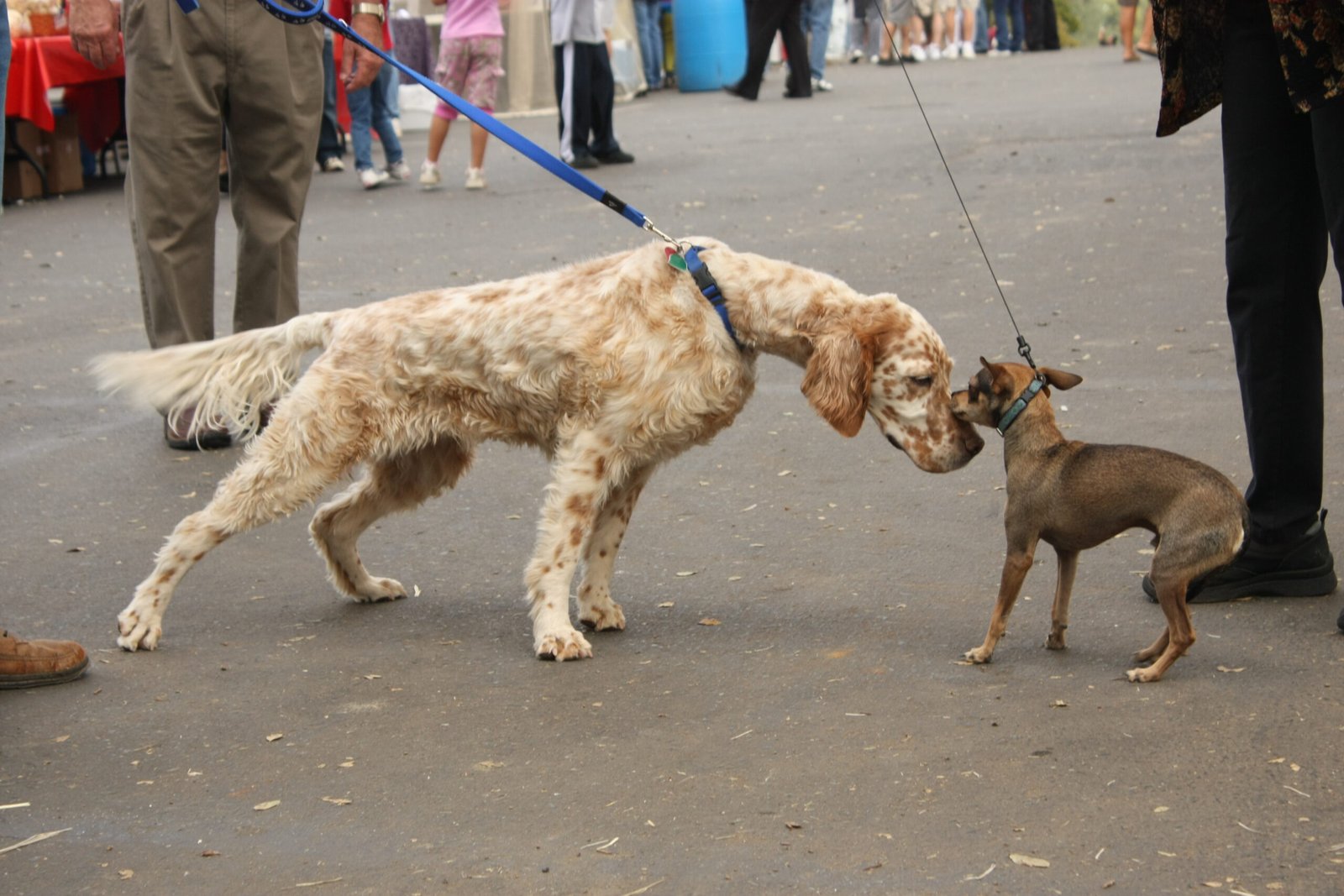 The Role of Size in Choosing the Right Breed (image credits: wikimedia)