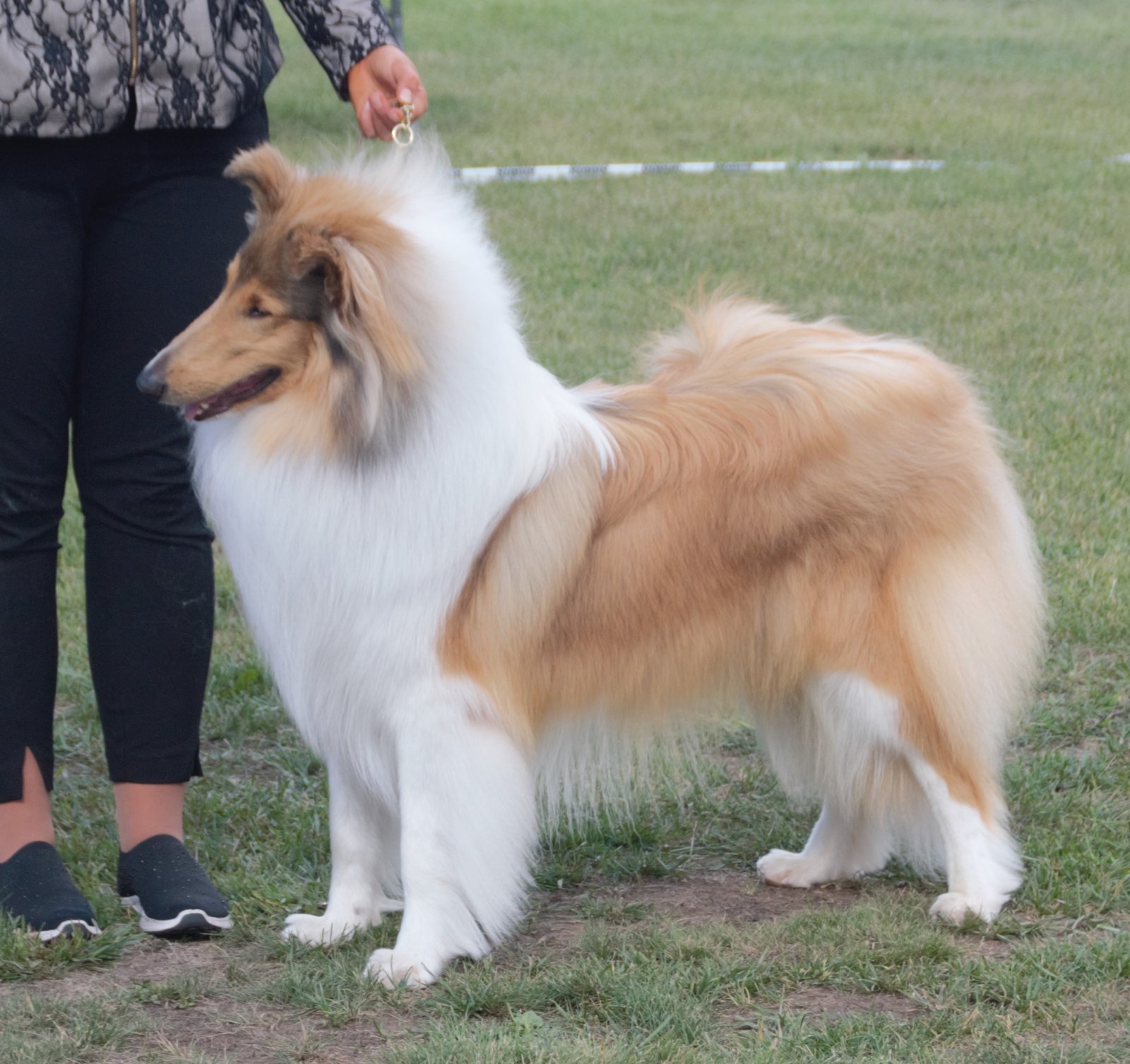 Collie: The Loyal Guardian (image credits: wikimedia)