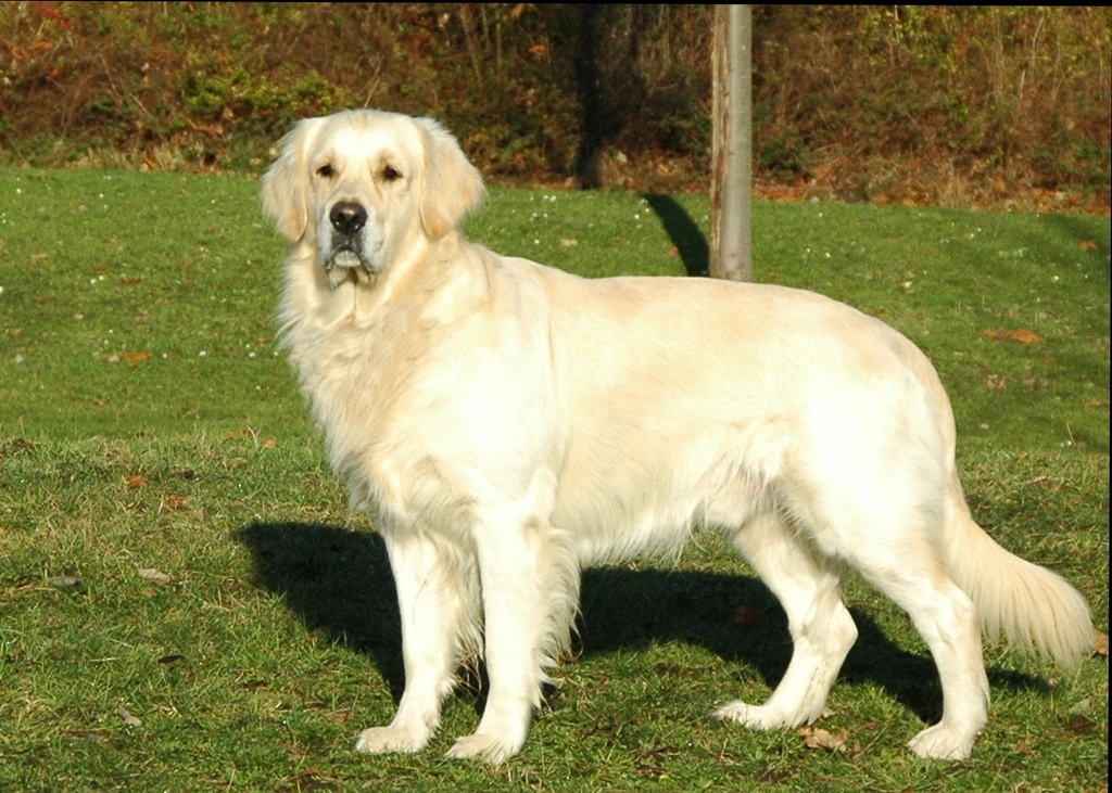 The Best Dog Breeds for Multi-Generational Living