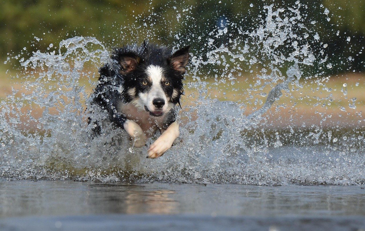 Border Collie: The Energetic Explorer (image credits: pixabay)